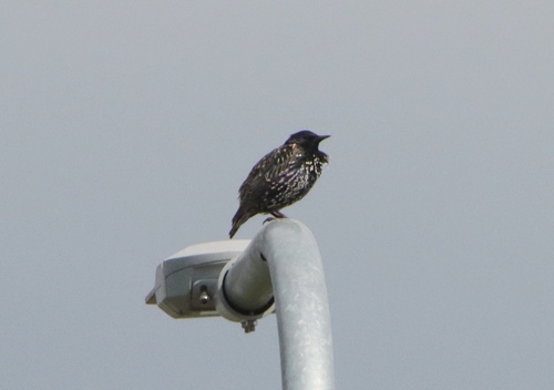 European Starling