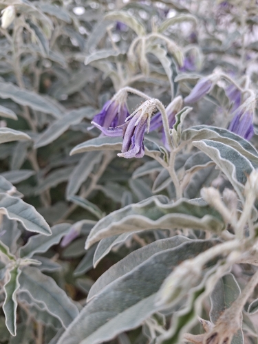silverleaf nightshade