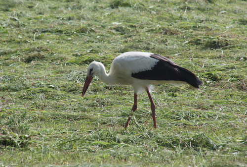 White Stork