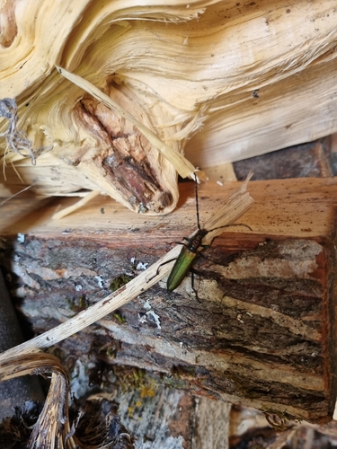 Musk beetle