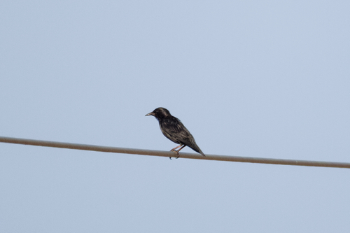 Spotless Starling