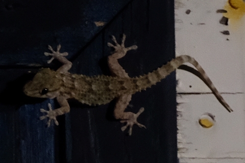 Moorish Gecko