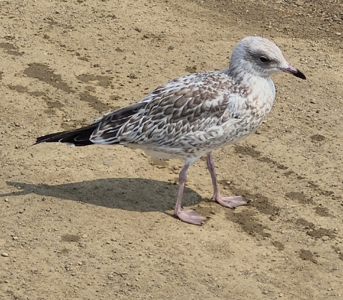 Ring-billed Gull