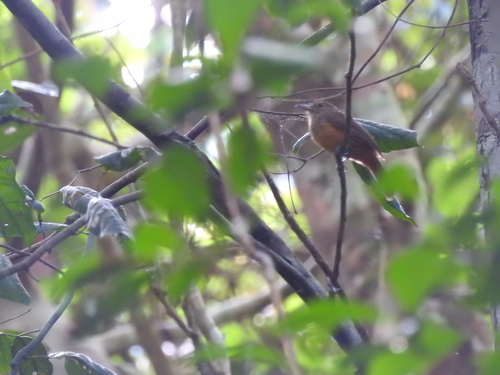 Cinereous Antshrike
