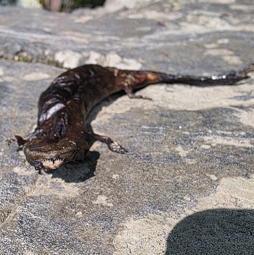 Common Mudpuppy observed by kris372