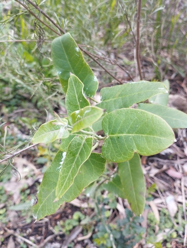 Moth Vine