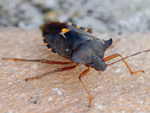 Forest Bug