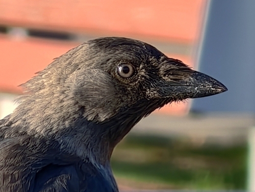 Eurasian Jackdaw