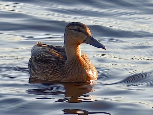 Mallard