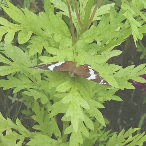 Banded Peacock