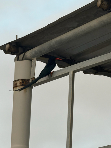 Green Woodhoopoe