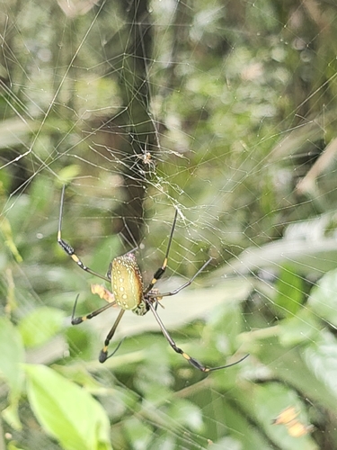 Golden Silk Spider