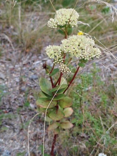Great Stonecrop