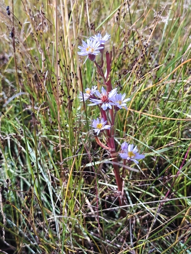 Sea Aster