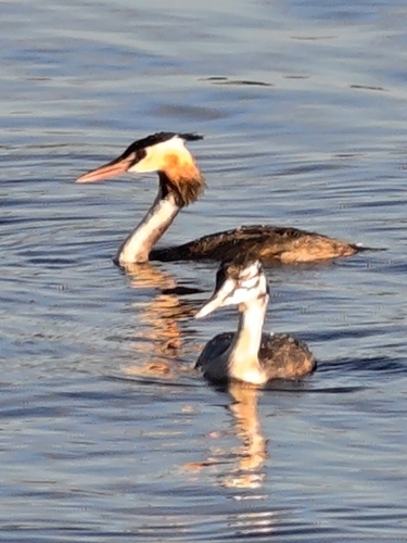 Great Crested Grebe