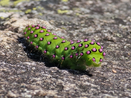 Small Emperor Moth