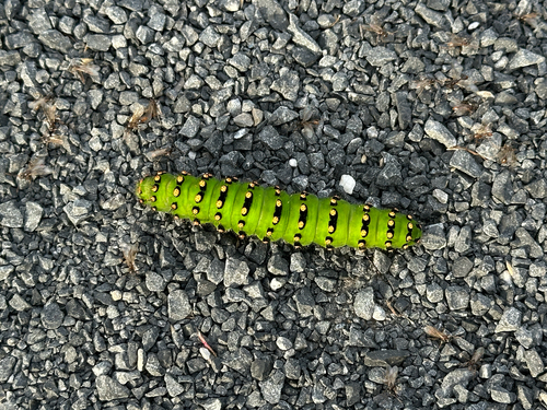 Small Emperor Moth