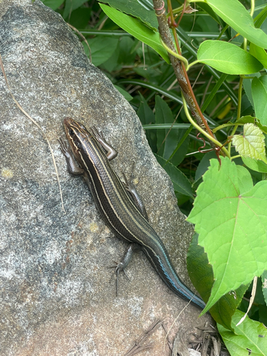 Broad-headed Skink observed by aubs24