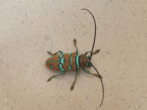 Sternotomis pulchra