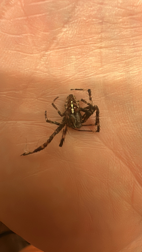 Cross Orbweaver