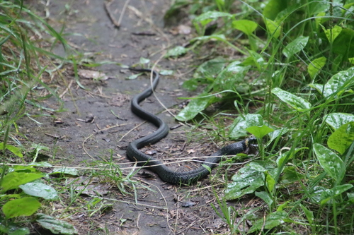 grass snake