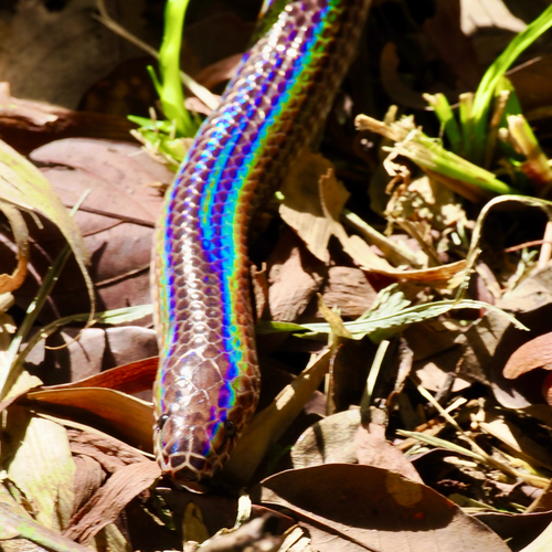 Asian Sunbeam Snake