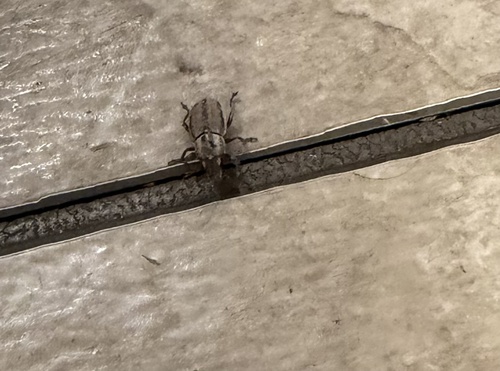 Naupactus peregrinus