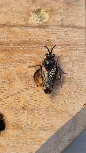 Mesocheira bicolor