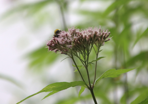 hemp agrimony