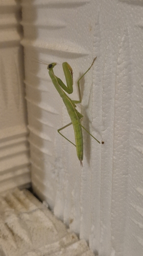 European Mantis