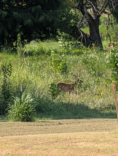White-tailed Deer