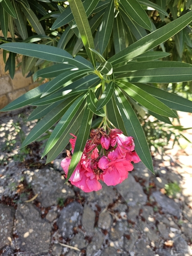 oleander