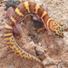 Western Banded Gecko - Photo (c) Geovanny Lanphar, all rights reserved, uploaded by Geovanny Lanphar