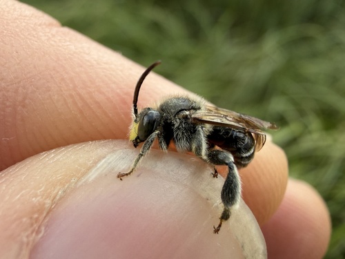 European Yellow Loosestrife Bee