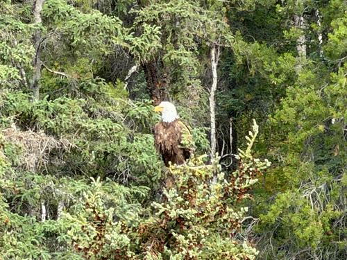 Bald Eagle