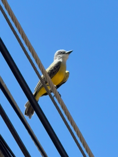 Tropical Kingbird