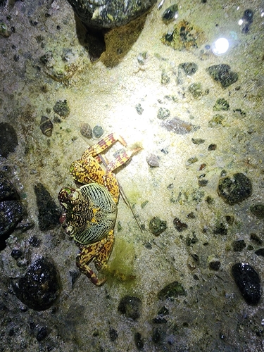 Mottled Lightfoot Crab