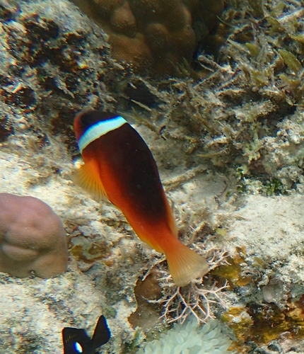 Fiji Tomato Anemonefish
