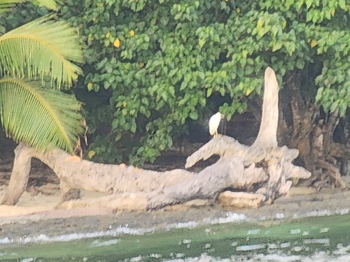 Pacific Reef Heron