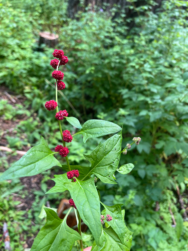 Beetberry