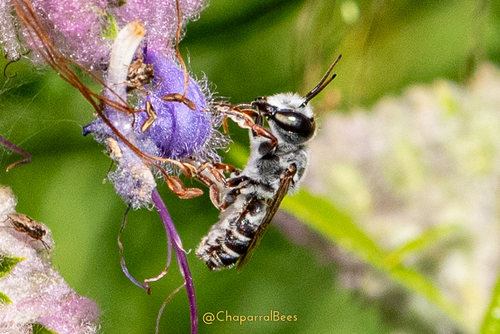 Megachile prosopidis