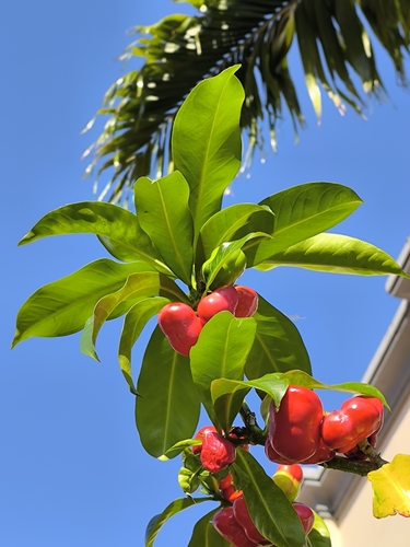 Thevetia ahouai