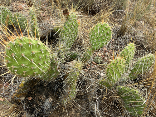 Plains Pricklypear