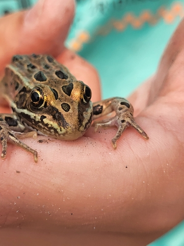Northern Leopard Frog