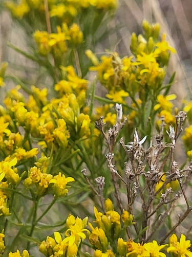 Broom Snakeweed