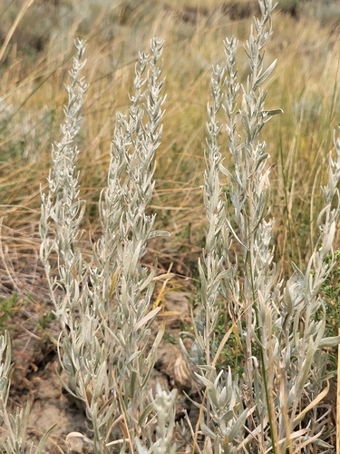 Silver Sagebrush