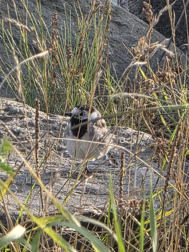 White Wagtail