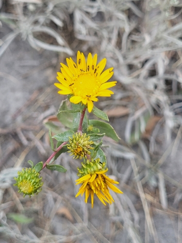 Curlycup Gumweed