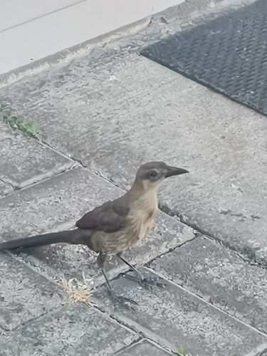 Great-tailed Grackle