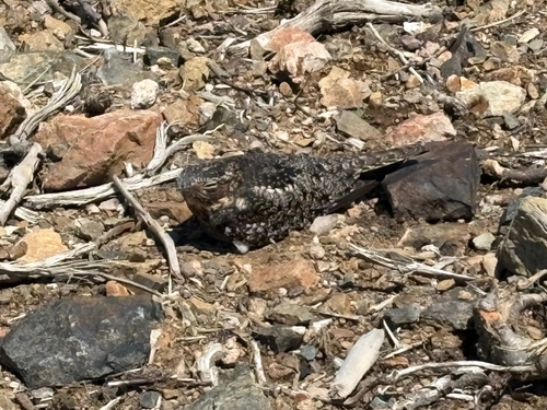 Common Nighthawk